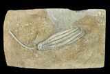 Fossil Crinoid (Scytalocrinus) - Crawfordsville, Indiana #149000-1